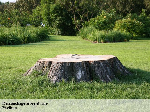 Dessouchage arbre et haie Yvelines 