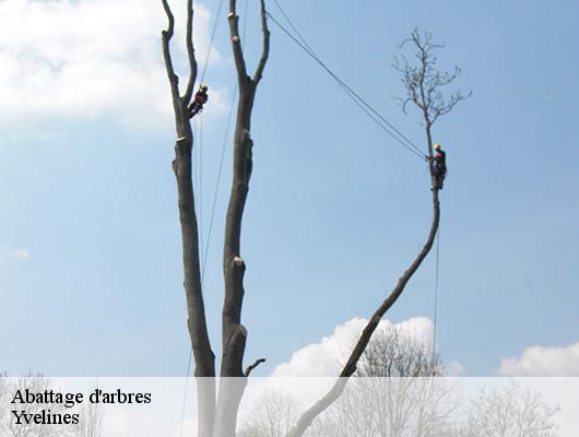 Abattage d'arbres Yvelines 