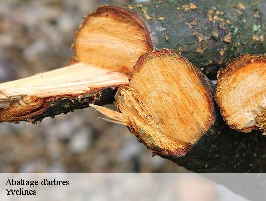 Abattage d'arbres