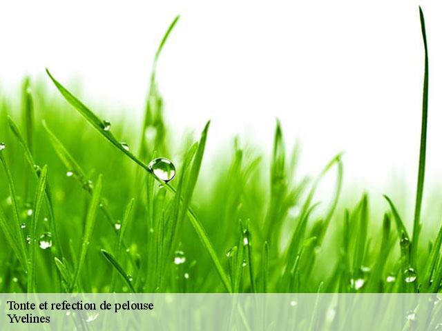Tonte et refection de pelouse Yvelines