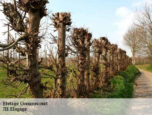 Etetage  gommecourt-78270 JH Elagage