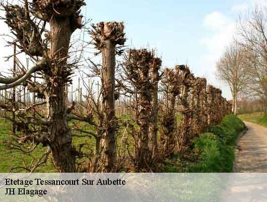 Etetage  tessancourt-sur-aubette-78250 JH Elagage