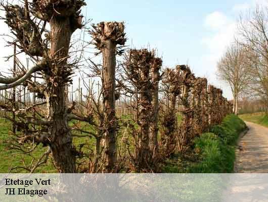 Etetage  vert-78930 JH Elagage