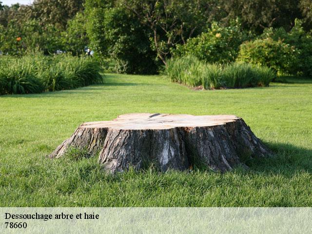 Dessouchage arbre et haie 78660