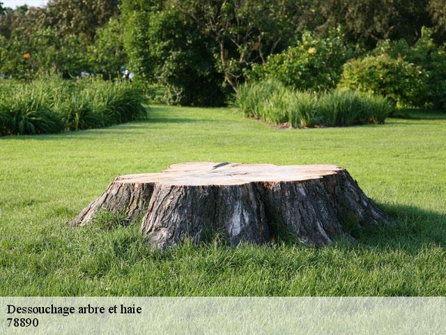 Dessouchage arbre et haie  78890