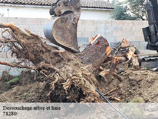 Dessouchage arbre et haie
