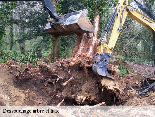 Dessouchage arbre et haie
