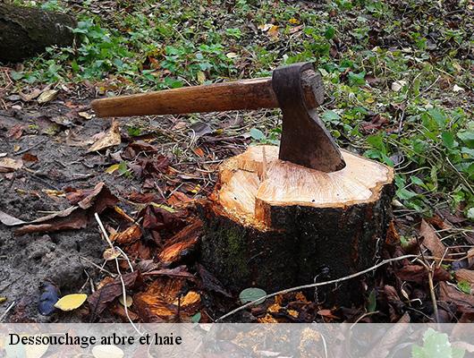 Dessouchage arbre et haie