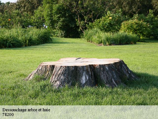 Dessouchage arbre et haie 78200