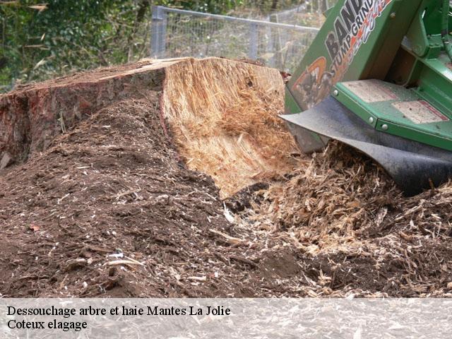 Dessouchage arbre et haie mantes-la-jolie-78200 Coteux elagage