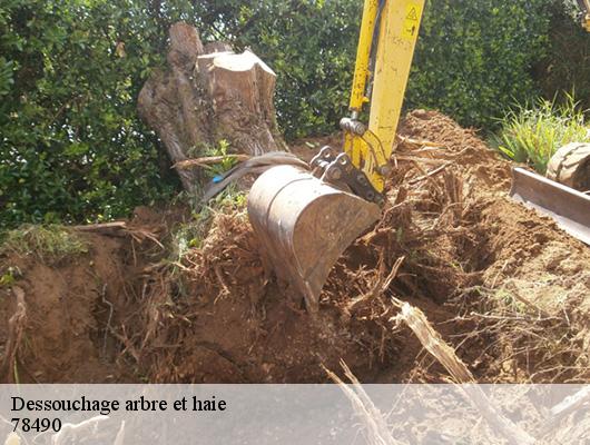 Dessouchage arbre et haie  78490