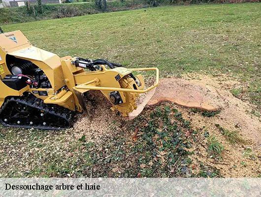 Dessouchage arbre et haie  78120