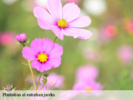 Plantation et entretien jardin
