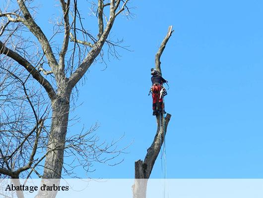 Abattage d'arbres