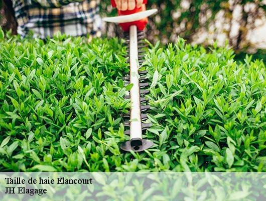 Taille de haie  elancourt-78990 JH Elagage