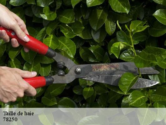 Taille de haie  78250