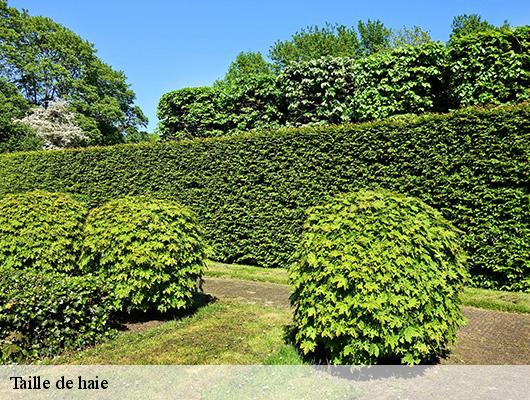 Taille de haie  78590