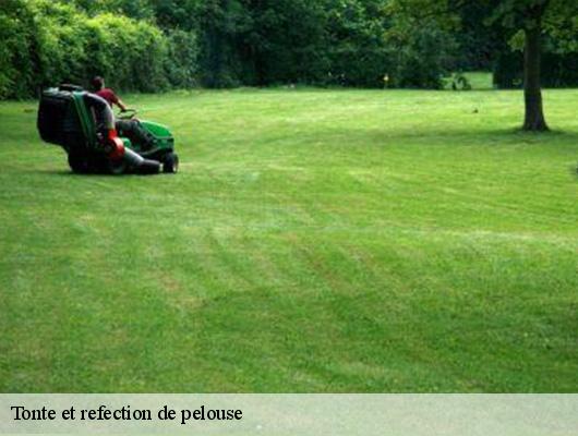 Tonte et refection de pelouse
