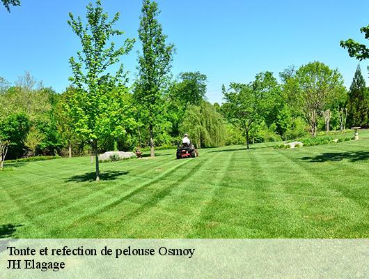Tonte et refection de pelouse