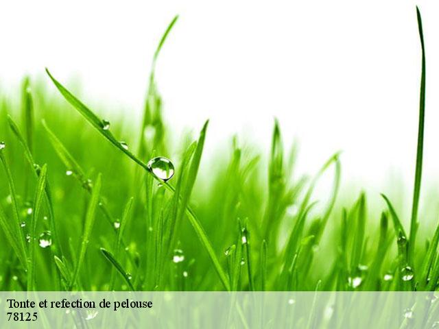 Tonte et refection de pelouse 78125