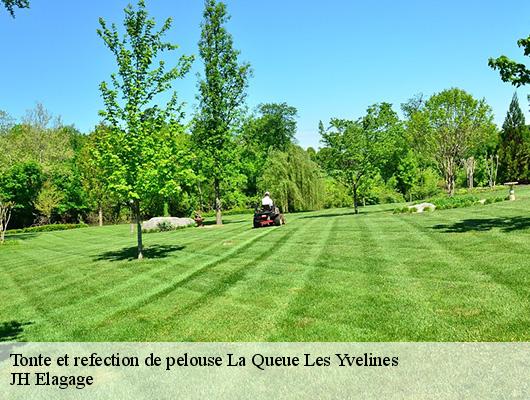 Tonte et refection de pelouse