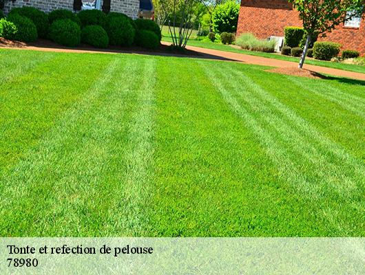 Tonte et refection de pelouse