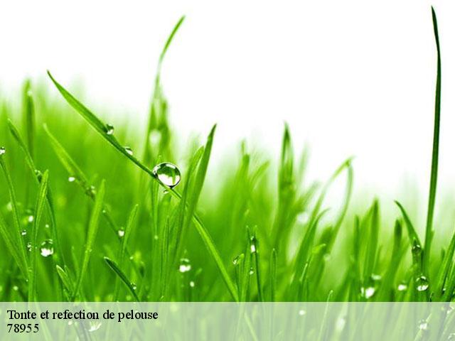 Tonte et refection de pelouse 78955