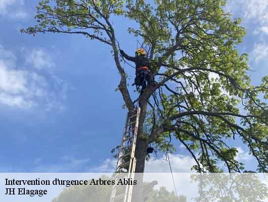 Intervention d'urgence Arbres  78660
