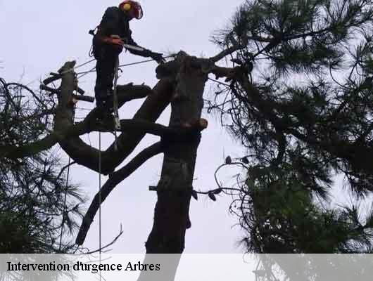 Intervention d'urgence Arbres 78650