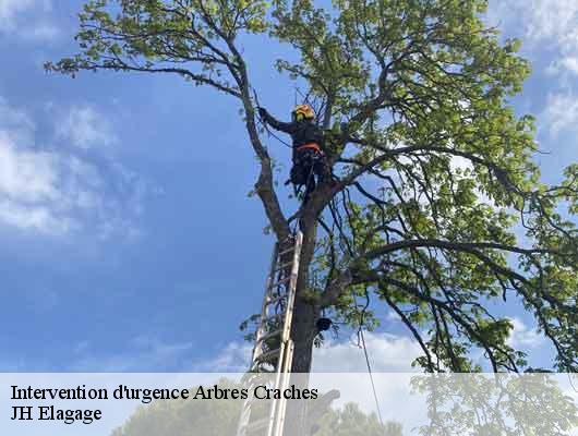 Intervention d'urgence Arbres  78660