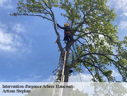 Intervention d'urgence Arbres 78990