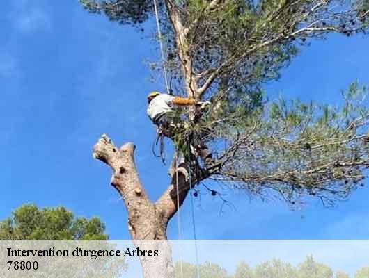 Intervention d'urgence Arbres