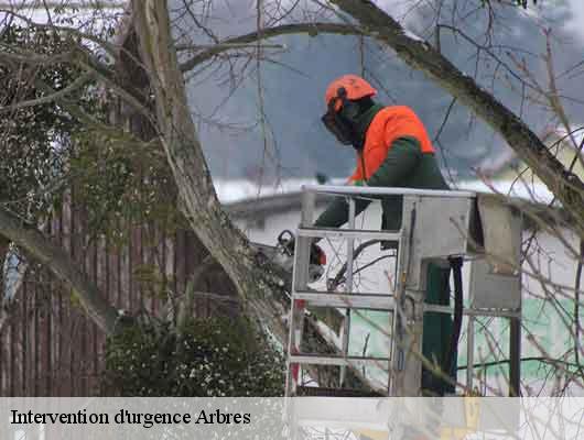 Intervention d'urgence Arbres