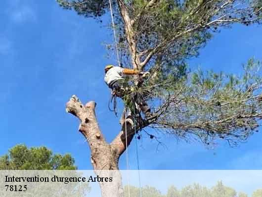 Intervention d'urgence Arbres