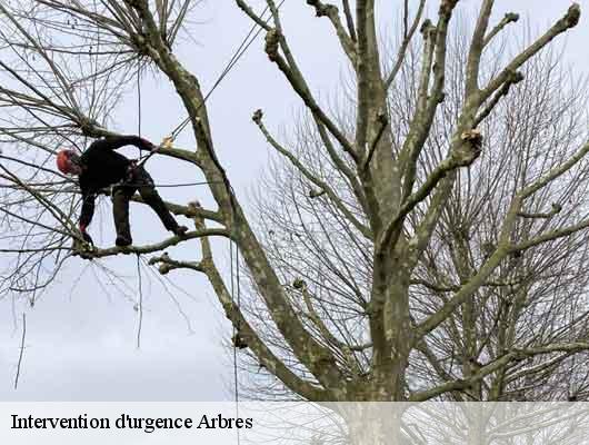 Intervention d'urgence Arbres