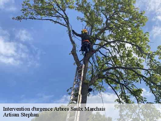 Intervention d'urgence Arbres  78650