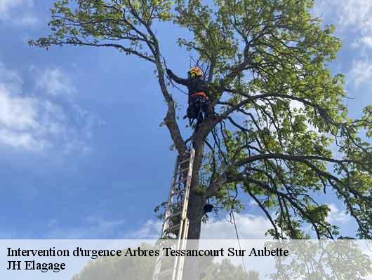 Intervention d'urgence Arbres  78250