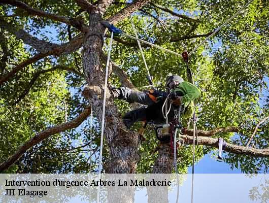Intervention d'urgence Arbres  la-maladrerie-78300 JH Elagage