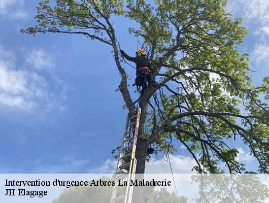 Intervention d'urgence Arbres  78300